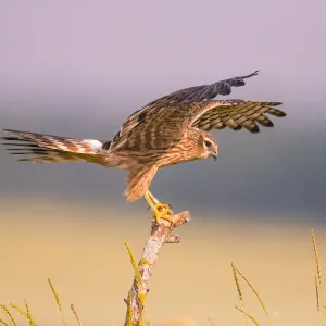 Montagu's Harrier Female Print, Germany Montagu's Harrier Female Print, Germany