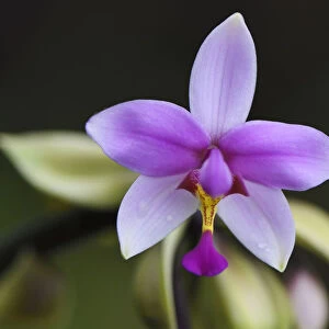 Montane rainforest orchid, near FakFak, Mainland New Guinea, Western Papua, Indonesian New Guinea