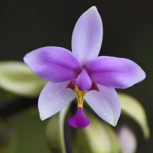 Bergregenwald-Orchidee, in der Nähe von FakFak, Festland Neuguinea, Westpapua, indonesische Neuguinea. Bergregenwald-Orchidee, in der Nähe von FakFak, Festland Neuguinea, Westpapua, indonesische Neuguinea.