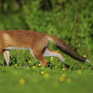 Three month old Red fox (Vulpes vulpes) cub walking through meadow, Dorset, England