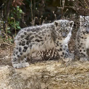 Two three month Snow leopard (Panthera uncia) cubs siting observing