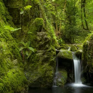 Hábitat del tritón de Montseny (Calotriton arnoldi), Parque Natural de Montseny, Barcelona, España. Hábitat del tritón de Montseny (Calotriton arnoldi), Parque Natural de Montseny, Barcelona, España.