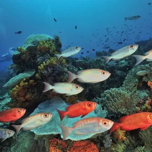 Moontail bullseye (Priacanthus hamrur) shoal over coral reef. Flores Sea, Indonesia Moontail bullseye (Priacanthus hamrur) shoal over coral reef. Flores Sea, Indonesia
