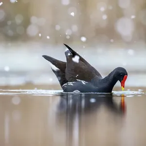Moorhen (Gallinula chloropus) on water in falling snow, near Bourne, Lincolnshire, England, UK. March Moorhen (Gallinula chloropus) on water in falling snow, near Bourne, Lincolnshire, England, UK. March