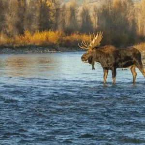 Moose Print: Bull Crossing River at Sunset, Grand Teton National Park Moose Print: Bull Crossing River at Sunset, Grand Teton National Park