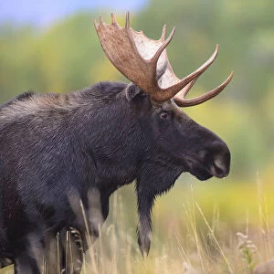 Moose (Alces alces) bull, portrait. Grand Teton National Park, Wyoming, USA. September