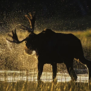 Moose (Alces alces) bull shaking off water at sunset, Great North Woods, Baxter State Park