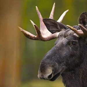 Moose (Alces alces) in Taiga woodland, Laponia / Lappland, Finland