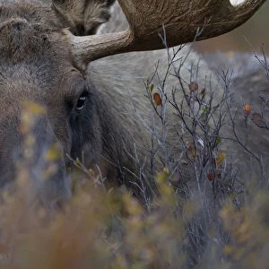 Moose (Alces americanus) close-up grazing, Denali National Park, Alaska, USA, September