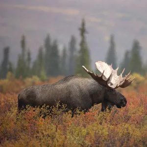 Moose Bull (Alces alces) walking in forest clearing, Denali National Park, USA, September