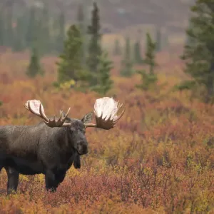 Moose bull (Alces alces) walking in forest clearing, Denali National Park, Alaska Moose bull (Alces alces) walking in forest clearing, Denali National Park, Alaska