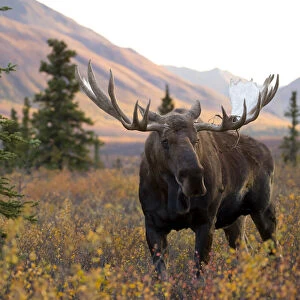 Moose bull (Alces alces) walking in forest clearing, Denali National Park, Alaska, USA