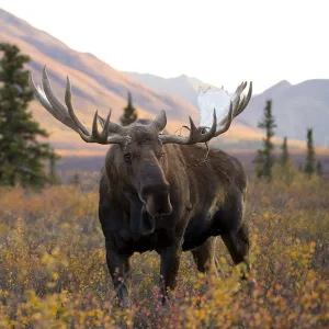 Moose bull (Alces alces) walking in forest clearing, Denali National Park, Alaska, USA