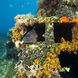 Moray eel (Muraena helena) looking out of a hole in the artificial reef, Larvotto Marine Reserve