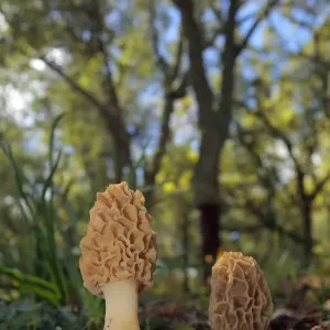 Morel Mushroom Print - Sierra de Grazalema Natural Park, Spain Morel Mushroom Print - Sierra de Grazalema Natural Park, Spain