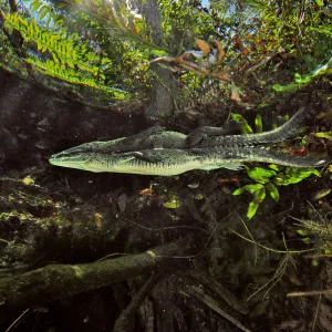 Morelets crocodile / Central American crocodile (Crocodylus moreletii) hiding