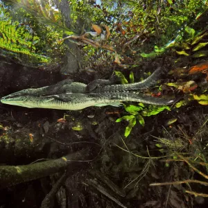 Morelets Crocodile Print: Cenote Encounter Morelets Crocodile Print: Cenote Encounter