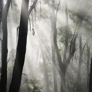 Morning fog in eucalypt forest, Great Otway National Park, Victoria, Australia
