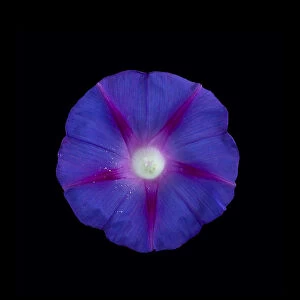 Morning glory (Ipomoea tricolor) flower with pollen grains scattered by visiting insects