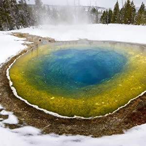 Morning Glory thermal pool surrounded by snow, coniferous forest in background. Near