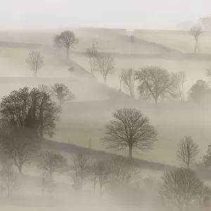 Morning mist and trees. Near Tavistock, Dartmoor National Park, Devon, UK, February 2011