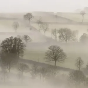Morning mist and trees. Near Tavistock, Dartmoor National Park, Devon, UK, February 2011 Morning mist and trees. Near Tavistock, Dartmoor National Park, Devon, UK, February 2011