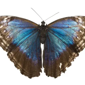 Morpho peleides Print - Blue Butterfly on White Background Morpho peleides Print - Blue Butterfly on White Background