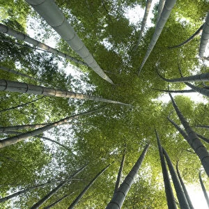 Moso bamboo (Phyllostachys edulis), view upwards into canopy, Shunan Zhuhai National Park