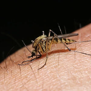 Mosquito (Aedes punctor) female sucking blood from human arm. Sequence 1 / 4
