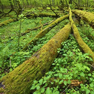 Moss covered fallen trees in old mixed conifer and broadleaf forest, Punia Forest Reserve