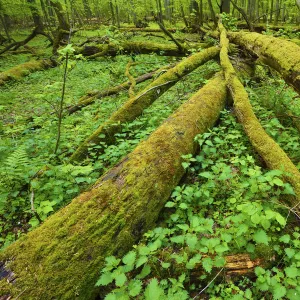 Moss covered fallen trees in old mixed conifer and broadleaf forest, Punia Forest Reserve