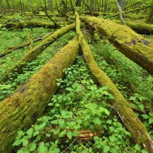 Moss covered fallen trees print, Punia Forest Reserve Lithuania Moss covered fallen trees print, Punia Forest Reserve Lithuania
