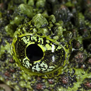 Mossy frog (Theloderma corticale) close up of eye