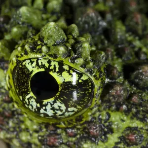 Mossy frog (Theloderma corticale) close up of eye Mossy frog (Theloderma corticale) close up of eye