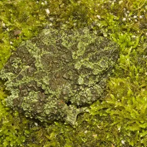 Mossy Frogs Camouflaged Print