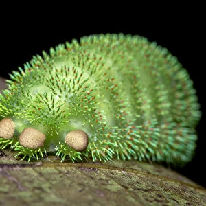 Moth caterpillar on leaf, tubercles with urticating hairs. Wuliangshan Nature Reserve