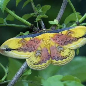 Moth (Loepa oberthuri) male, Sichuan, China Moth (Loepa oberthuri) male, Sichuan, China