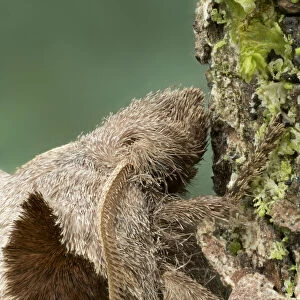 Moth (Stoermeriana pachyla) on leaf, Dazalanyama Forest, Malawi, east Africa