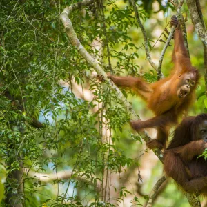 Mother and baby Bornean orangutan (Pongo pygmaeus) in trees Tanjung Puting National Park