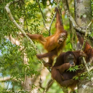 Mother and baby Bornean orangutan print Mother and baby Bornean orangutan print