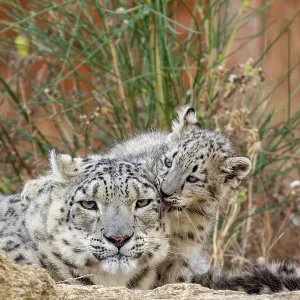 Snow leopard mother and cub grooming, Print Snow leopard mother and cub grooming, Print