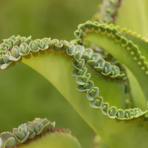 Mother of Thousands Print: Viviparous Plantlet Growth on Leaf Margins Mother of Thousands Print: Viviparous Plantlet Growth on Leaf Margins