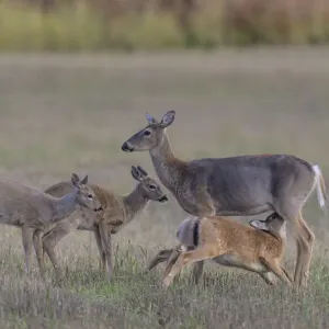 Mother White-tailed deer (Odocoileus virginianus) allowing young to suckle, Finland. September Mother White-tailed deer (Odocoileus virginianus) allowing young to suckle, Finland. September