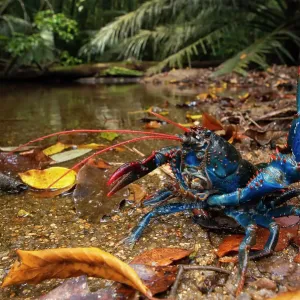 Mount Lewis spiny crayfish Print: Defensive posture with raised claw Mount Lewis spiny crayfish Print: Defensive posture with raised claw