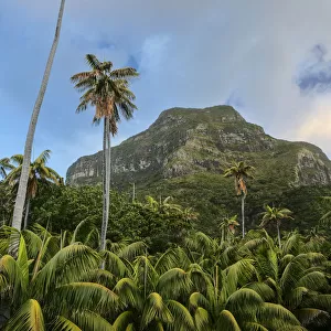 Mount Lidgbird (777 m) and Kentia palms (Howea forsteriana) with two tall Curly palm trees