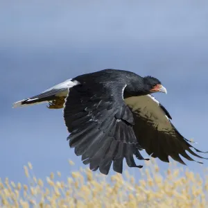 Mountain Caracara (Phalcoboenus megalopterus) taking off, Laguna Canapa, Altiplano