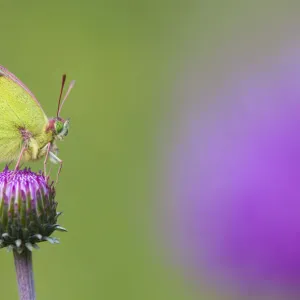 Mountain Clouded Yellow (Colias phicomone) profile portrait, Aosta Valley, Monte Rosa Massif