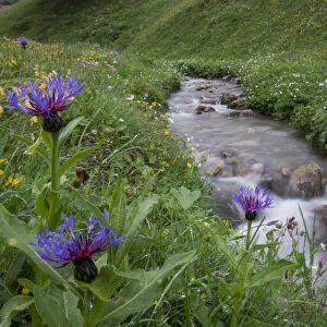 Mountain cornflower (Centaurea montana) flowering by a mountain stream, Liechtenstein