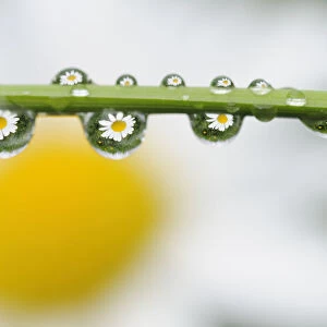 Mountain daisy (Leucanthemum adustum) seen multiple times in water droplets on a blade of grass