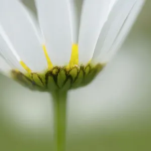 Mountain daisy (Leucanthemum adustum) flower, Liechtenstein, June 2009 Mountain daisy (Leucanthemum adustum) flower, Liechtenstein, June 2009